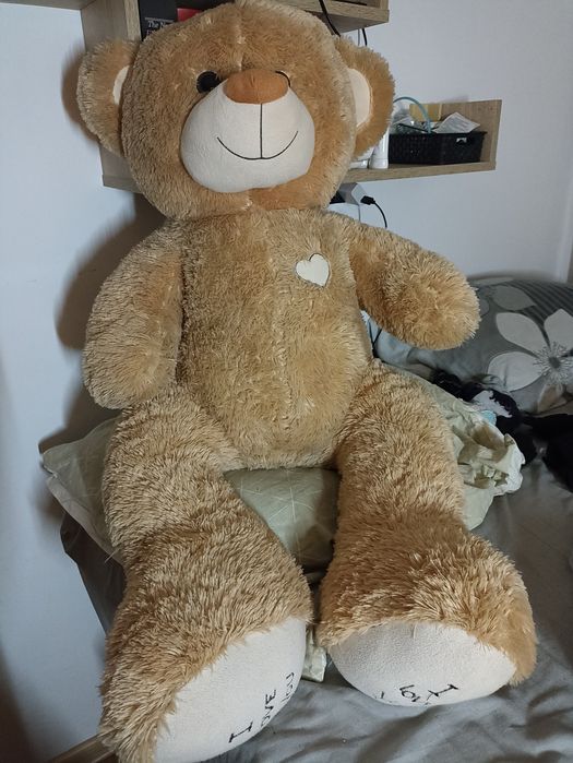 Duży miś szuka domu