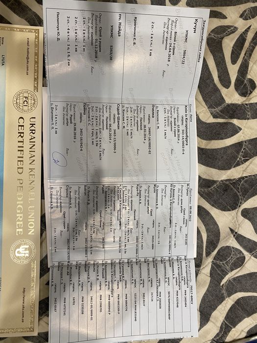 Цуценята західно сибірської лайки