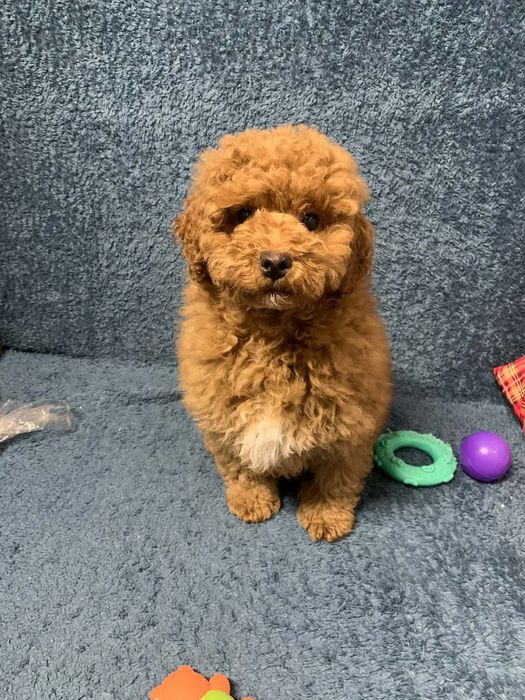 Чудовий хлопчик Той Пудель