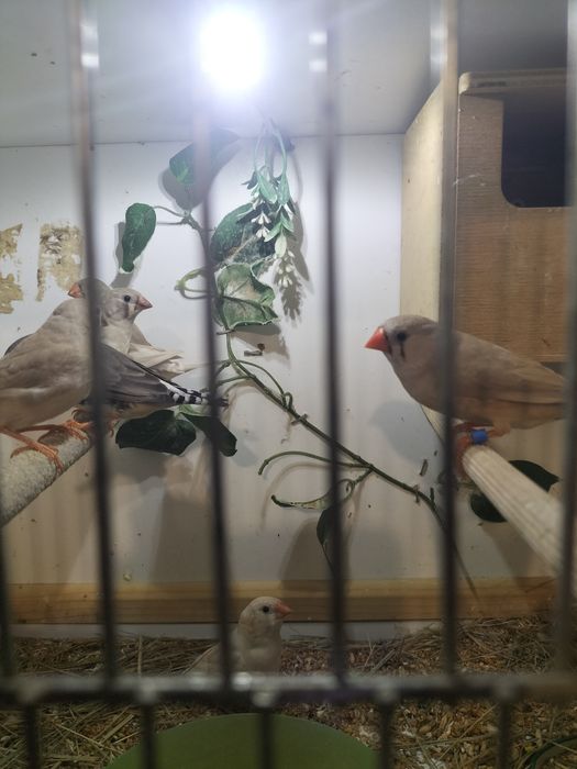 Sprzedam Młode zeberki