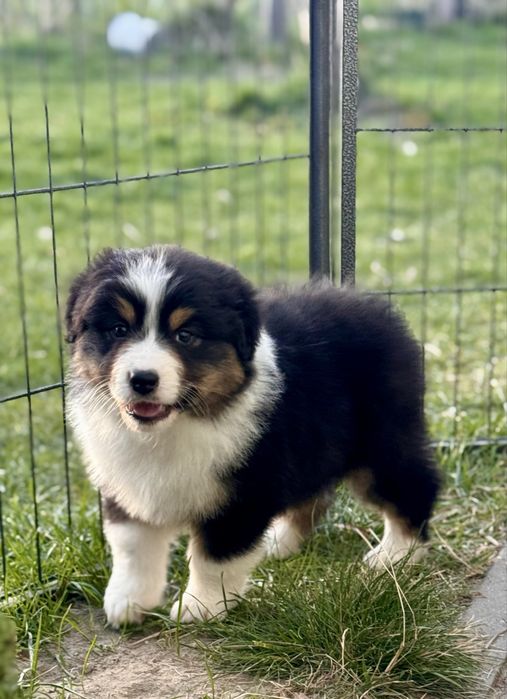 Owczarek Australijski , Aussie , suczka