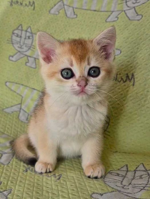 Шотландские котята (ЗОЛОТАЯ ШИНШИЛЛА)