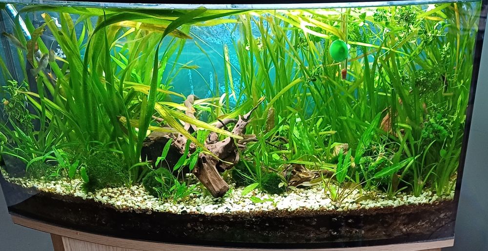 Rosliny do akwarium