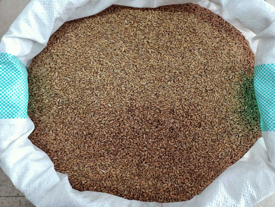 Pszenica ozima, zbiór 2025