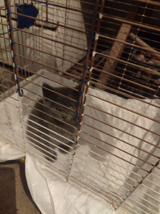 Продам хлопчика британця