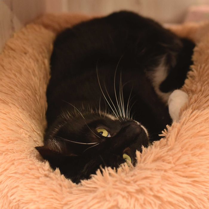 Замечательны, красивый кот Леклер