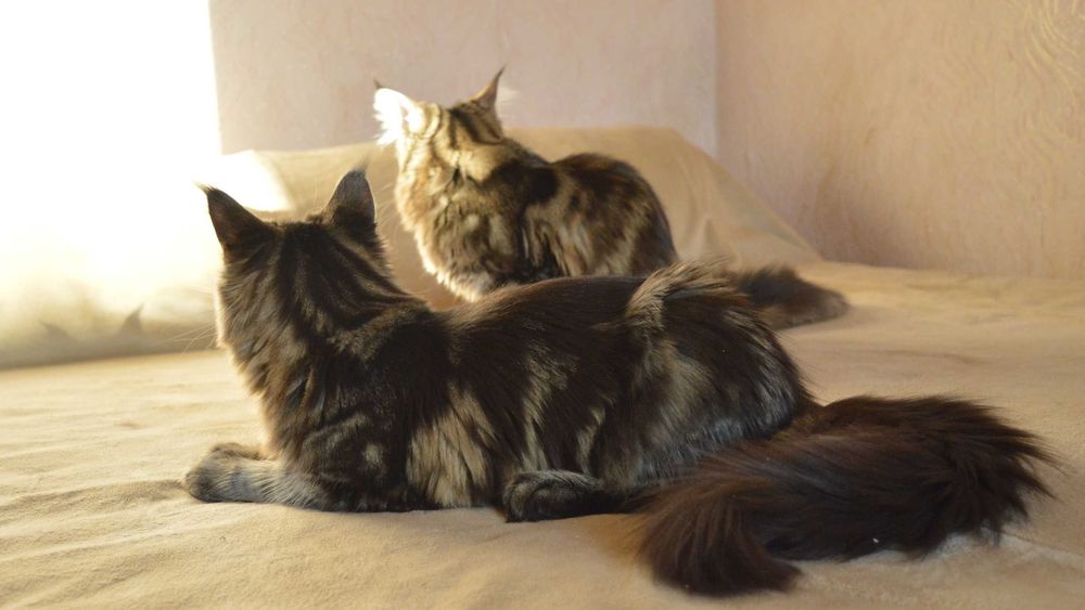 Vip кошенятка Мейн-кун із відомого розплідника Bartalameo