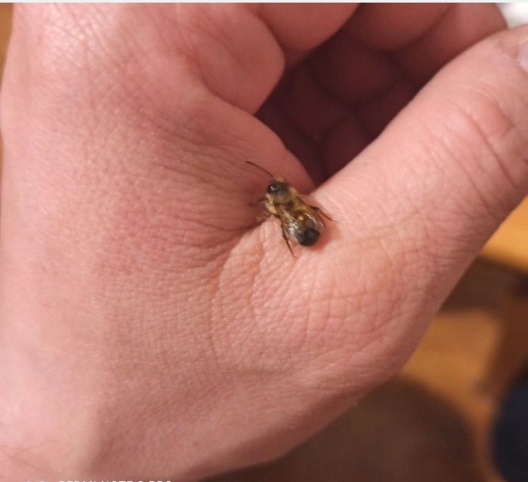 200sztuk trzciny+ 200sztu murarki +pudlegowe