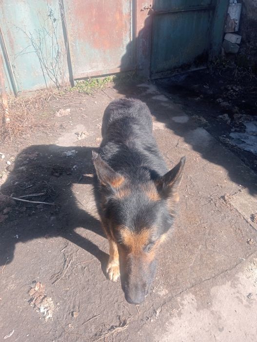 Продам щенков немецкой овчарки