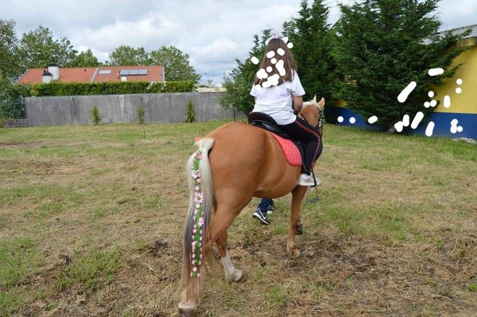 Cavalo castrado para terapias aulasas
