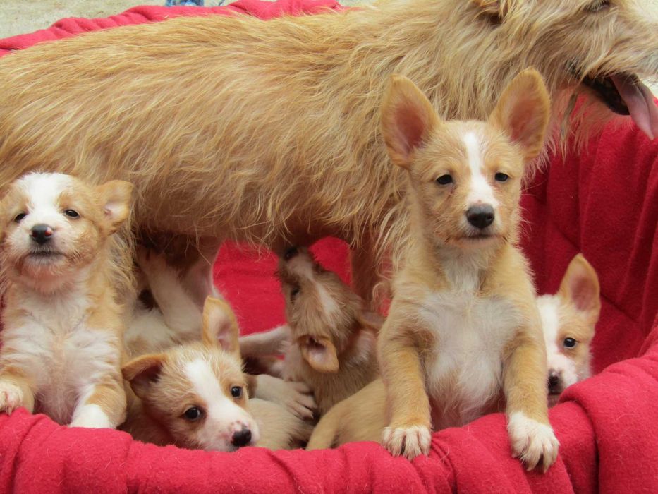Podengo Português Médio Cerdoso LOP/Pedigree/Afixo