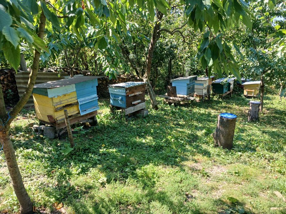Бджоли  вулики бджолині