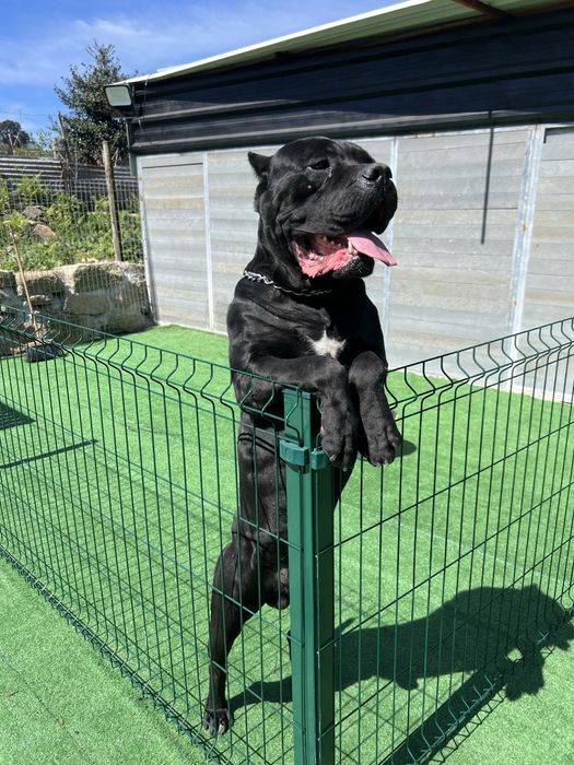 Macho Cane Corso Casa do Tavarsbull