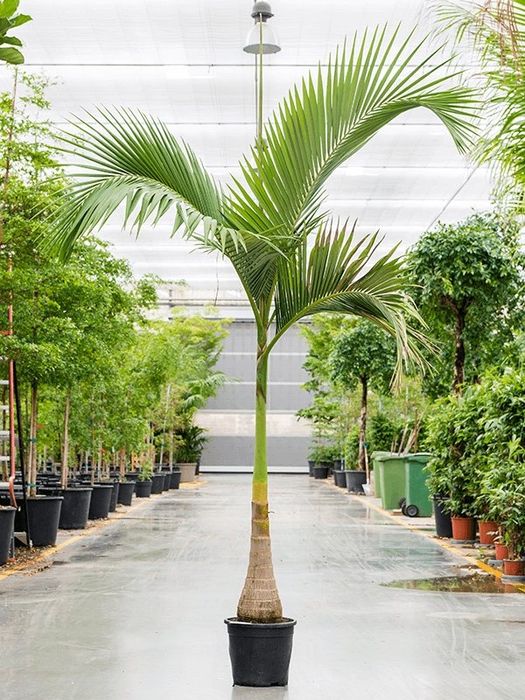 Palmeira real australiana (Archontophoenix alexandrae)