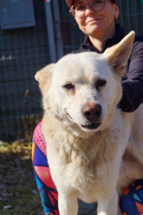 Biały mix husky szuka domu
