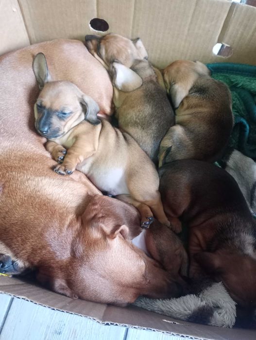 Цуценята карликової такси