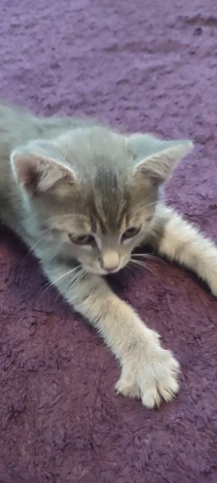 Котята, кошенята 3,5  місяці