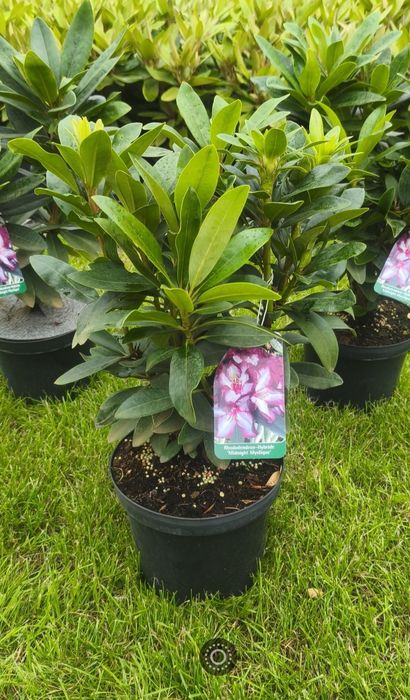 Rhododendron Różanecznik