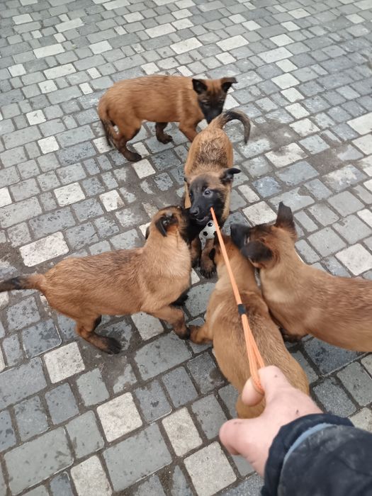 Продам цуценят бельгійської вівчарки