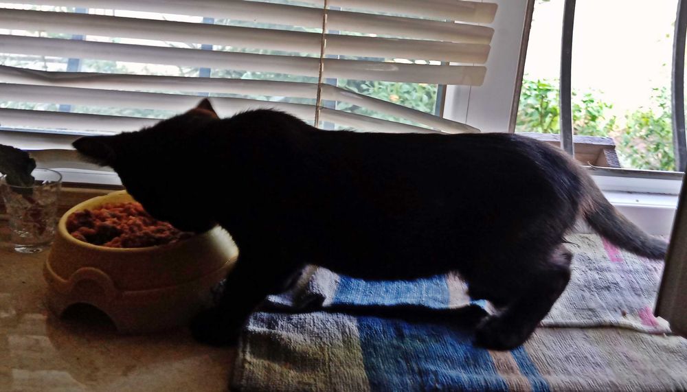 Котенок , кот, котик,  стерилизован