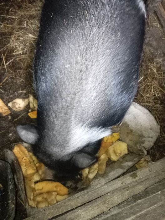 В'єтнамський кнур. Кабан молодий
