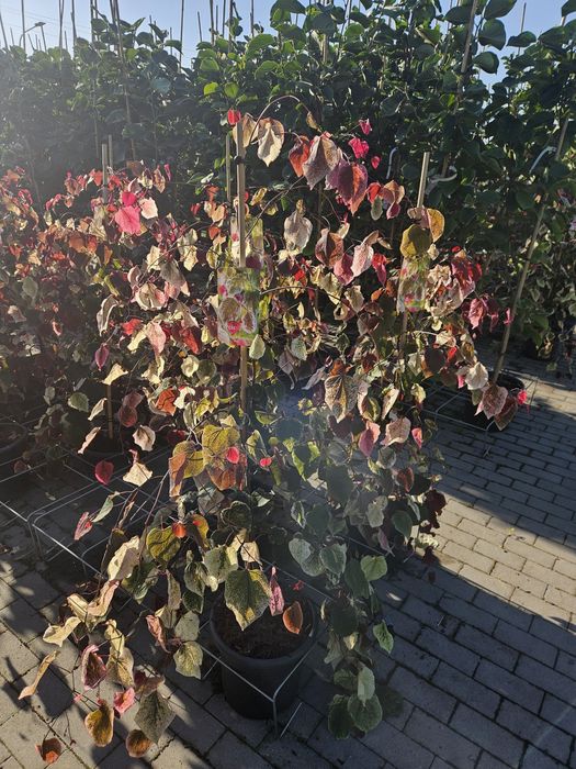 Laurowisnia Novita 80cm Genolia,Etna,Elly,Rotundifolia,Caucasica 100-