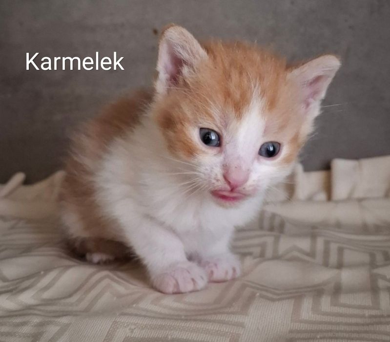 Kocie maluchy czekają na domy