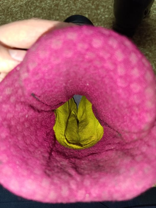 гірськолижні черевики  Nordica Next 68