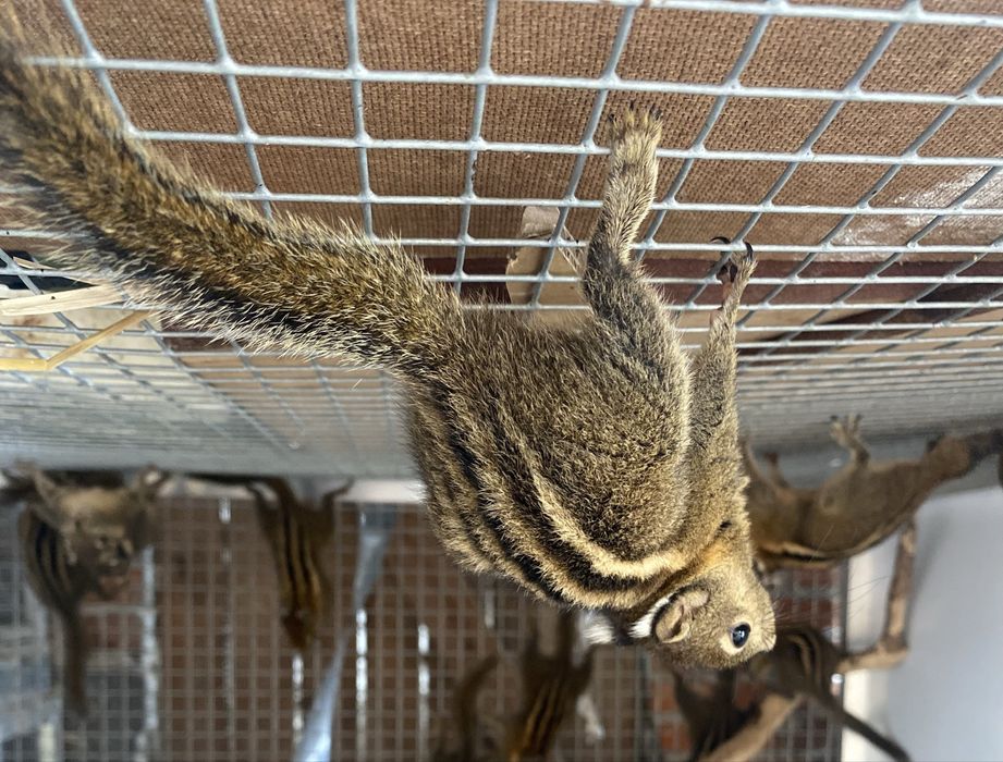 Wiewiorki chinskie para