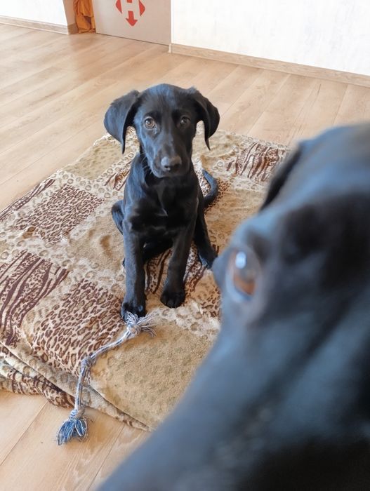 Метис курцхара і вівчарки 3 місяці