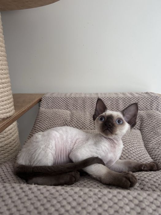 Piękny kocurek devon rex, point,