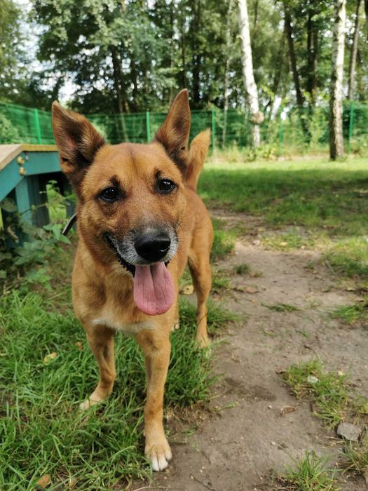 Baster porzucony w kagańcu i kolczatce - schronisko