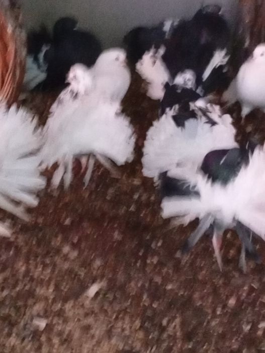 Gołebie pawiki sprzedam