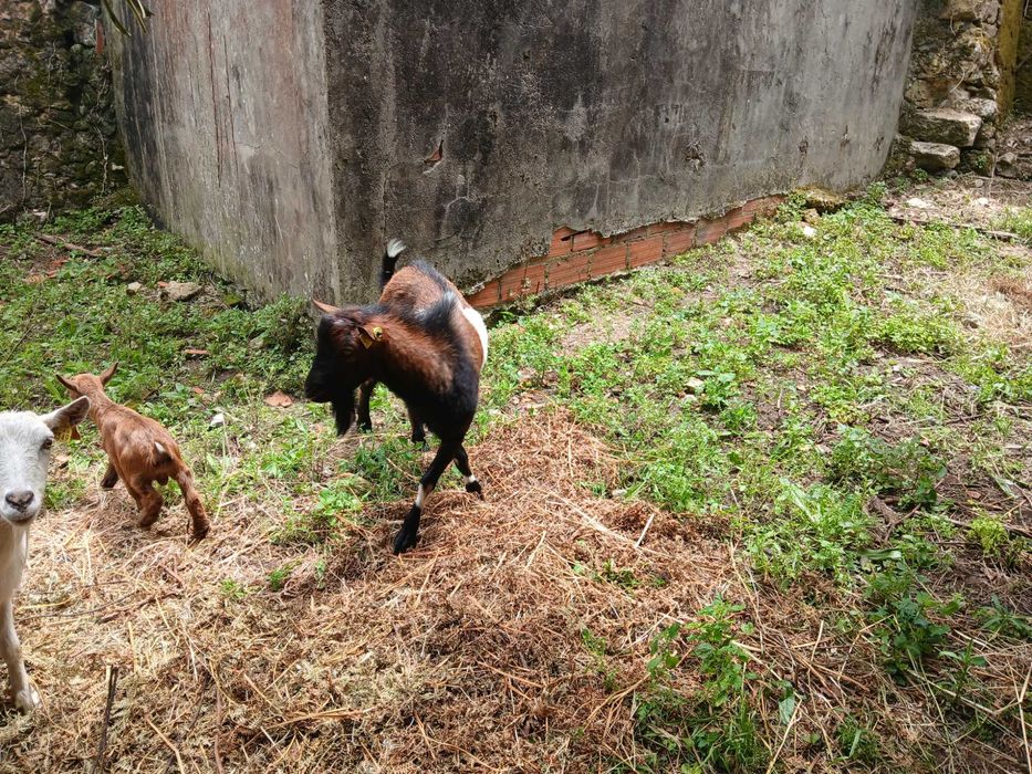 Cabras bonitas e desparasitadas
