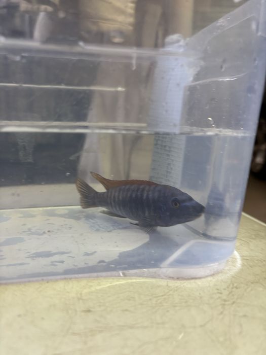 Labeotropheus Thumbi West MACHO