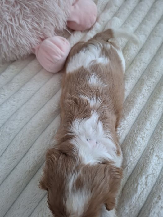 Cavalier King Charles spaniel
