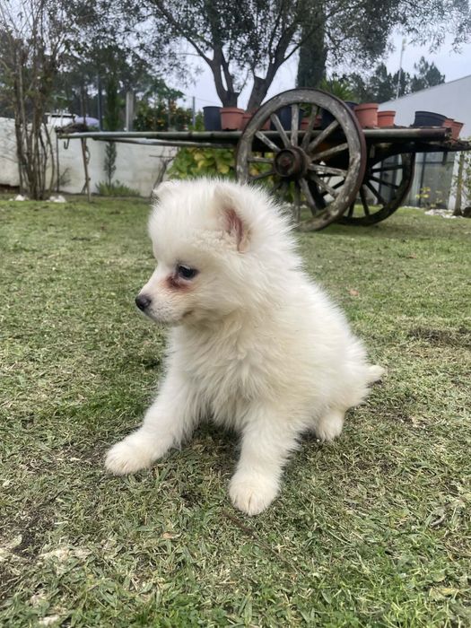 Husky siberiano macho