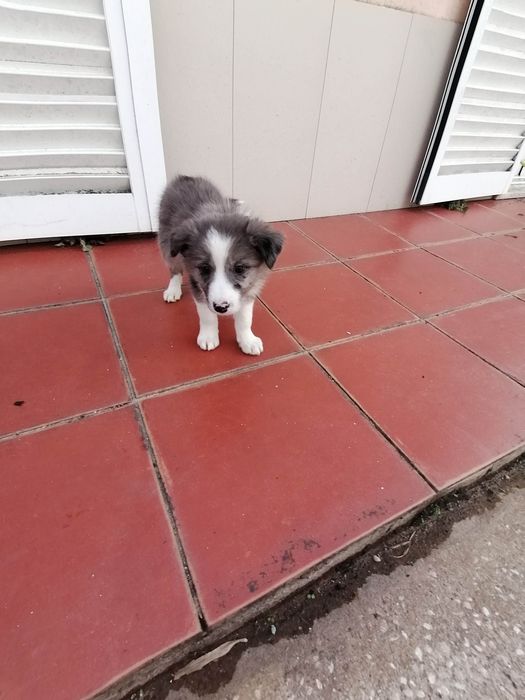 Fêmea Border Collie (rara) LOP/RI