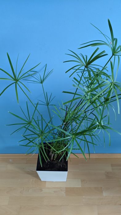 Piękny Duży Papirus z Doniczką