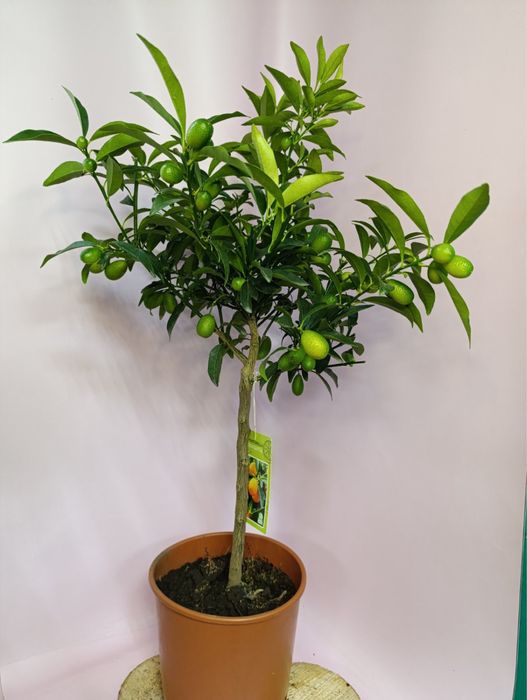 Лимон.Кумкват Маргарита.Апельсин.Мирт.Оливка.