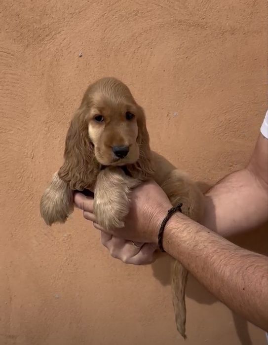Cocker Spaniel Macho Dourado