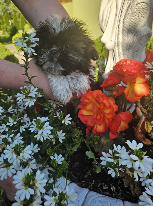 Shih Tzu Szczeniak