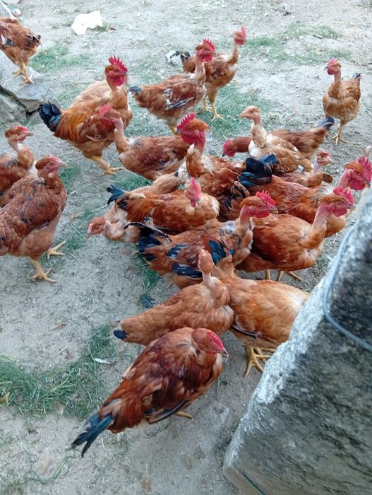 Frangos do campo