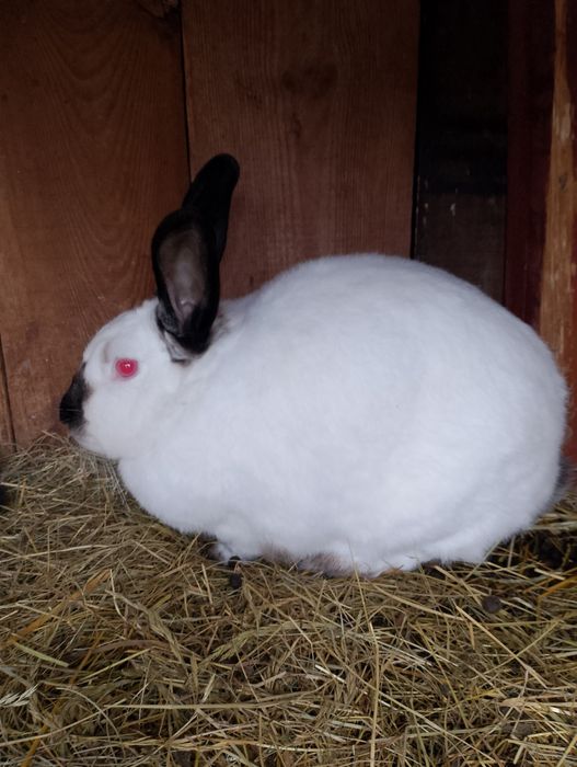 Sprzedam królika kc samica z młodymi