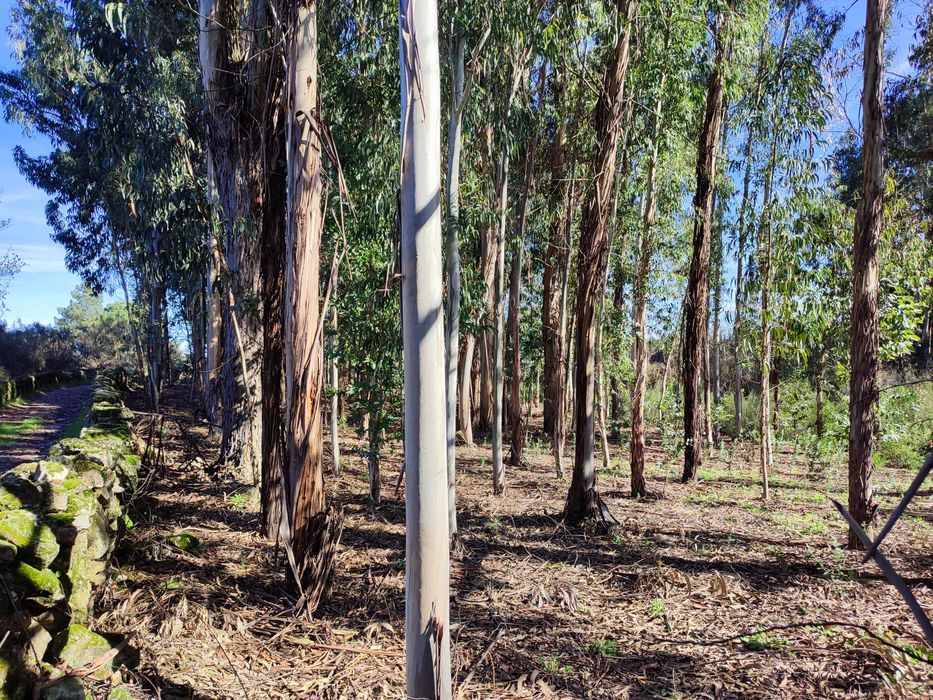 Vendo Terrenos - Vários