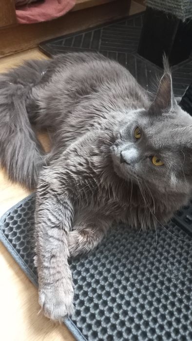 Niebieski kocur Maine Coon