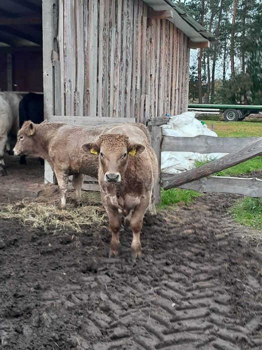 Sprzedam odsadki