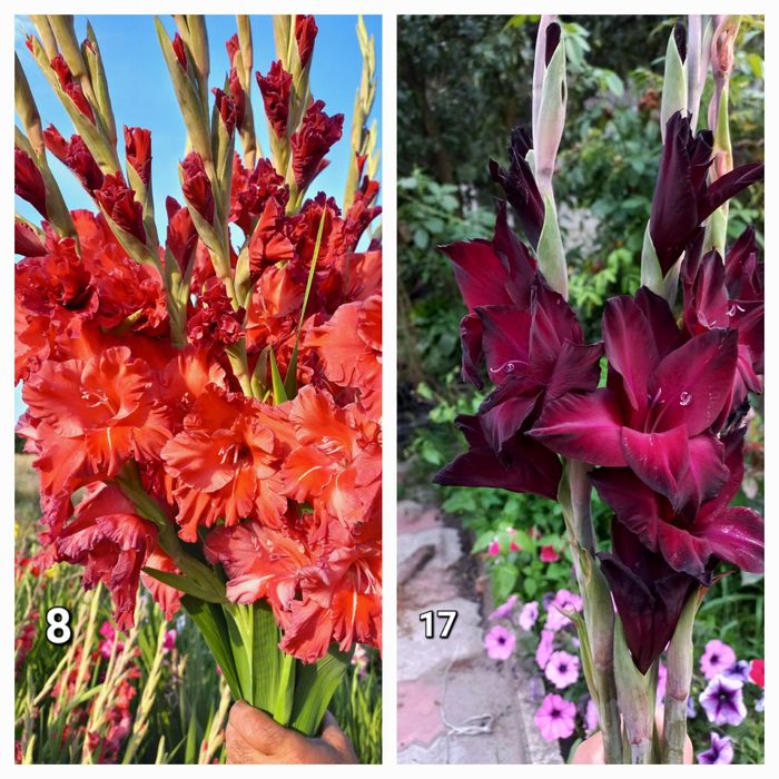 Гладіолуси на зріз.