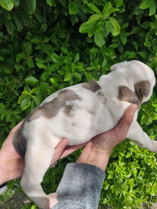 Amstaff american staffordishe terier suczka