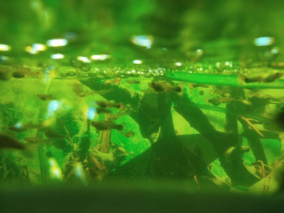 Tenho muitos guppies para vender